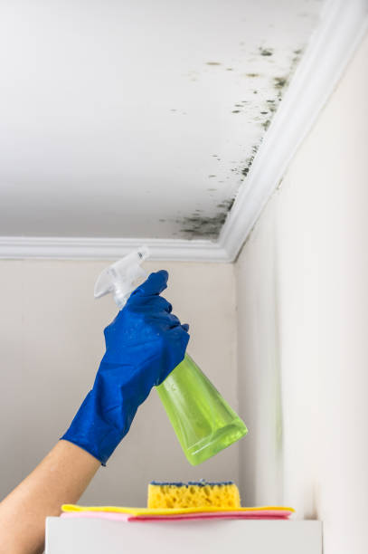 Best Professional Mold Removal  in USA